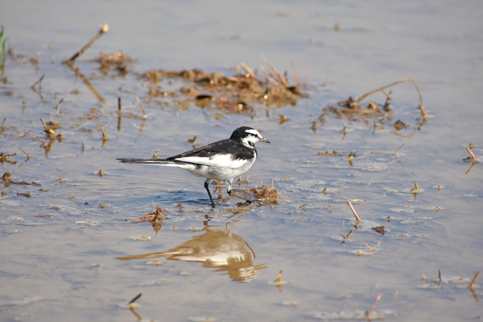 Bird wild birds wagtail department of