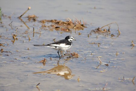 Bird wild birds wagtail department of photo