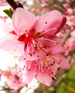 Blossom pink branch photo