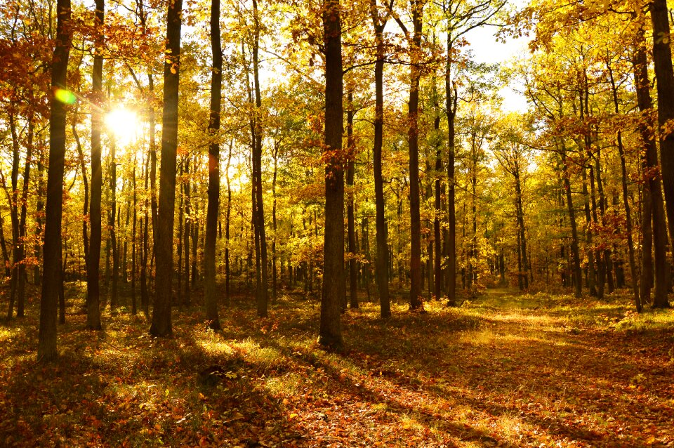 Autumn autumn landscape leaves