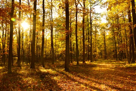 Autumn autumn landscape leaves photo