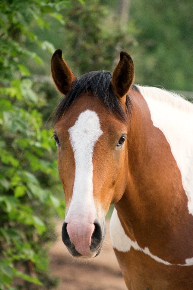 Nature ride mare