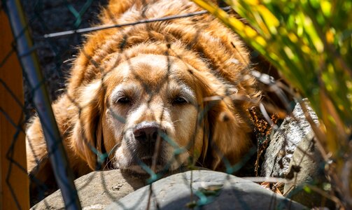Pet portrait pet photography