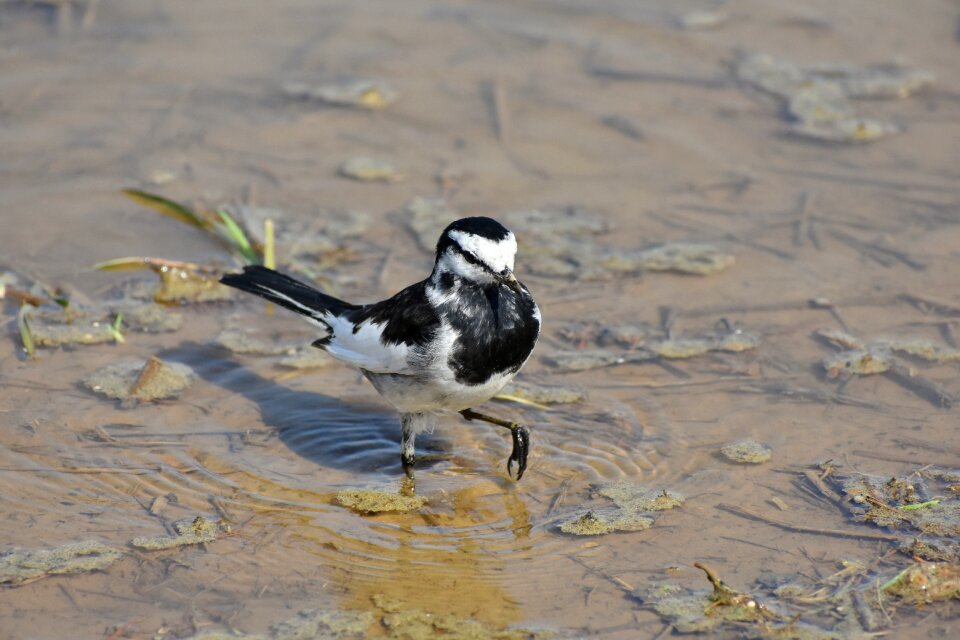 Bird wild birds wagtail department of