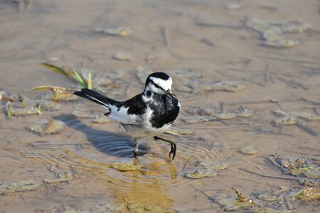 Bird wild birds wagtail department of