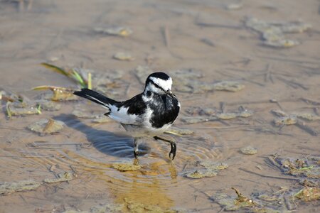 Bird wild birds wagtail department of photo