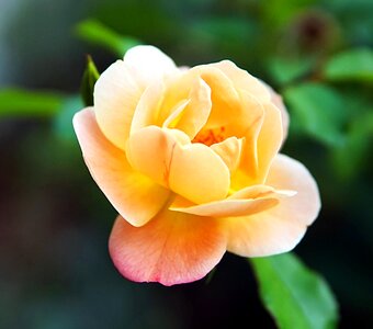 Flower nature rose bloom