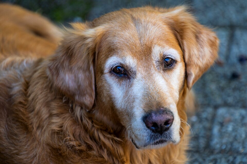 Pet portrait pet photography