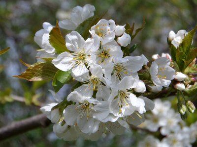 Flower cherry wood branch photo