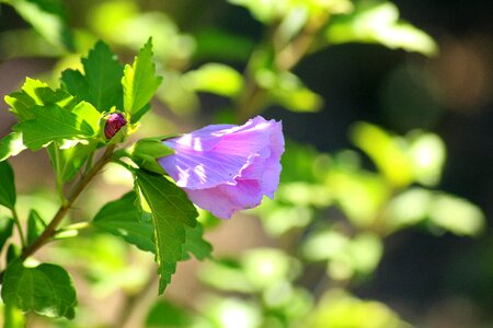The petals pink plants