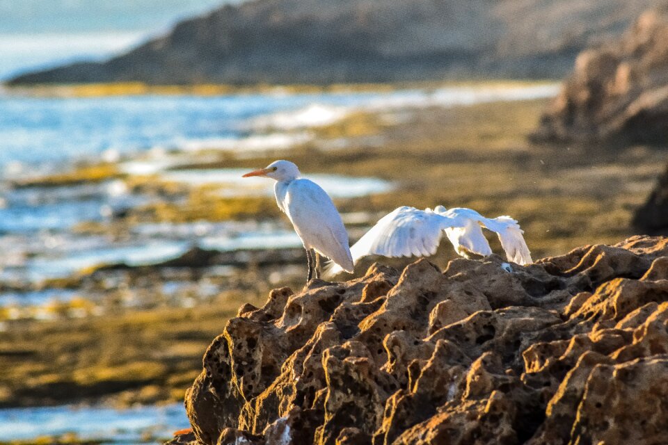 Nature animal rocky coast