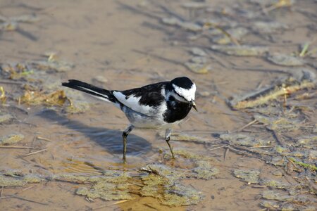 Bird wild birds wagtail department of photo