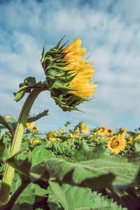 Plant sky summer