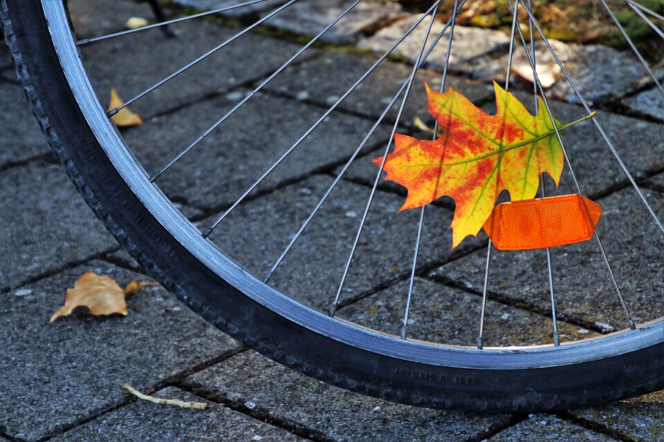 In the fall leaf in the shadows