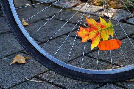 In the fall leaf in the shadows