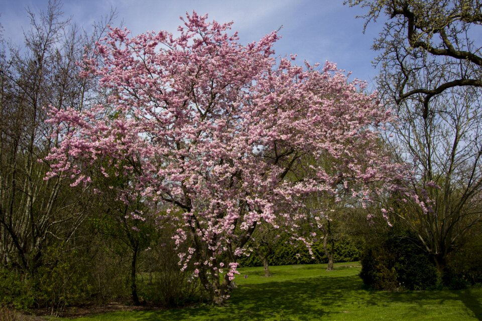 Season flower cherry tree