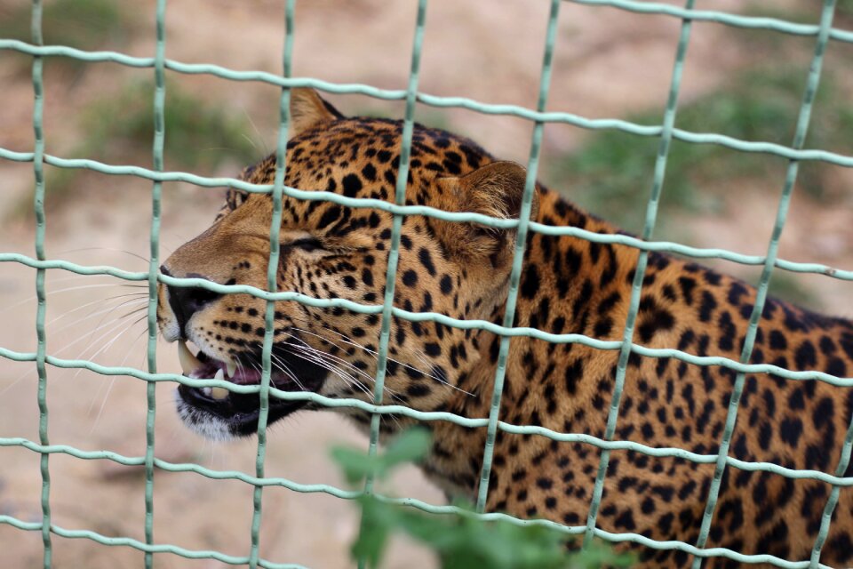 Cat predator wild