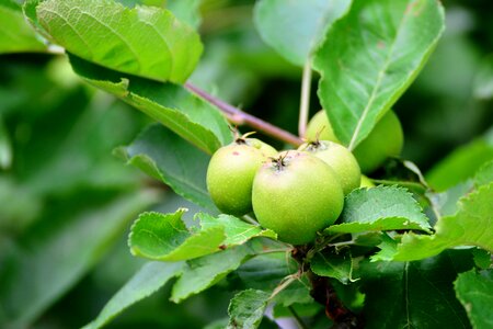 Nature fruits immaturity fruit