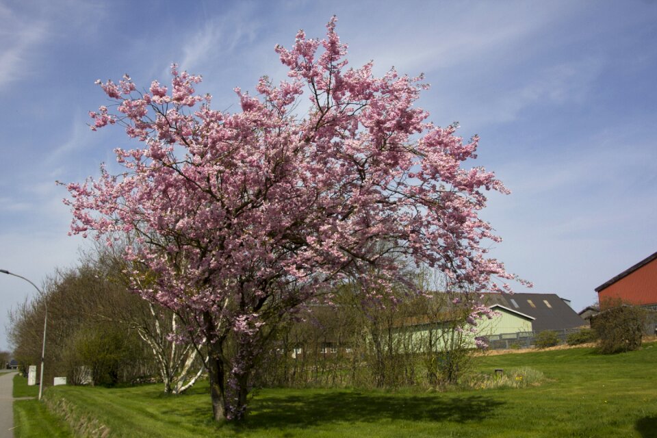 Branch flower cherry tree