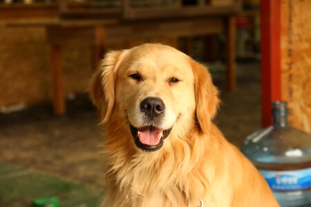 Puppy dog retriever