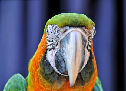 Ara bird beak photo