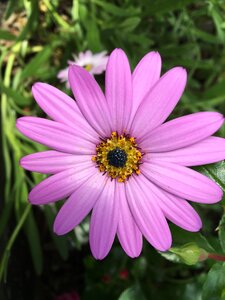 Petals pretty nature photo