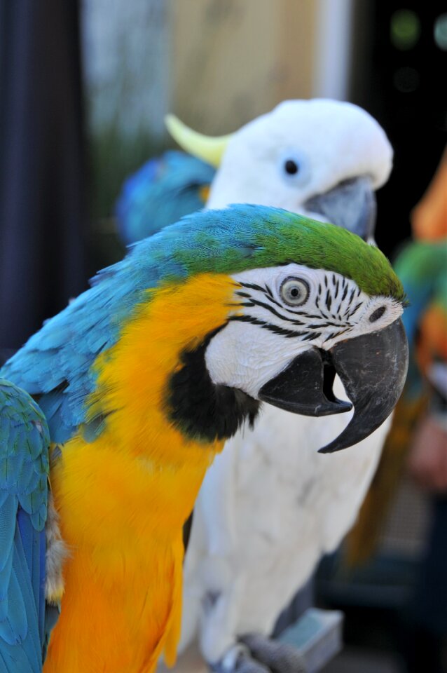 Bird beak color photo