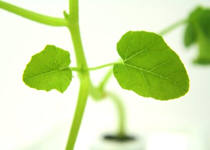 Leaf life plant
