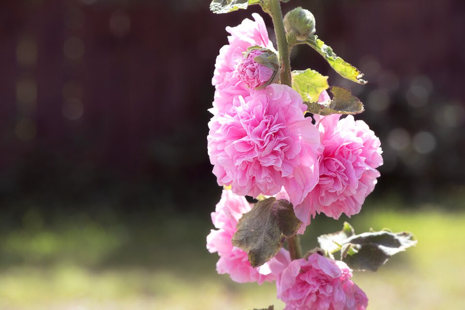 Flower pink flower flowers