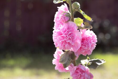 Flower pink flower flowers photo