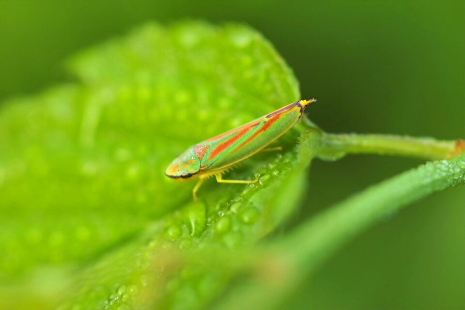Wet leaf close up