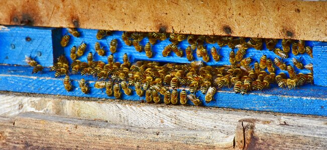 Insect honey bee beekeeping