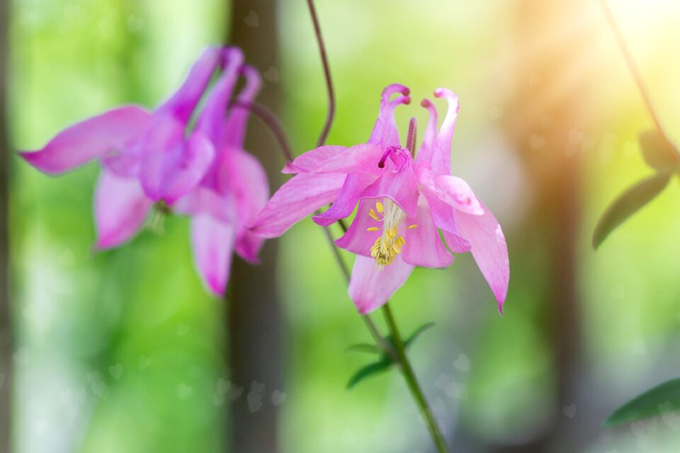Flower pink flower blossom