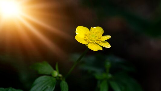 Pointed flower toxic yellow flower