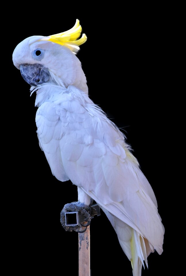 Pen bird beak