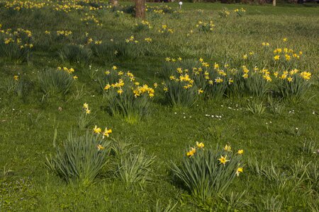 Meadow plant flowers photo