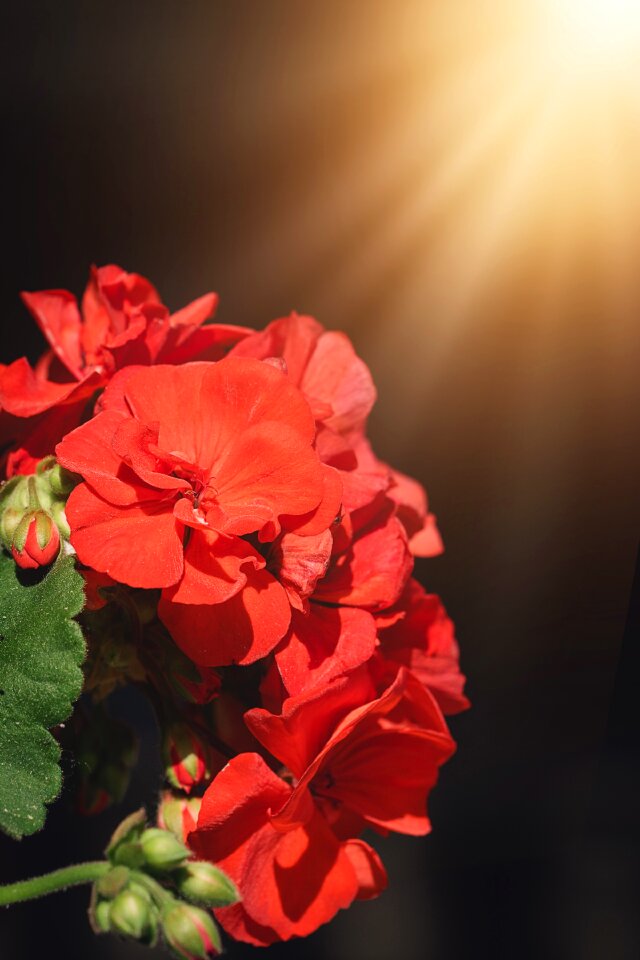 Flower blossom bloom