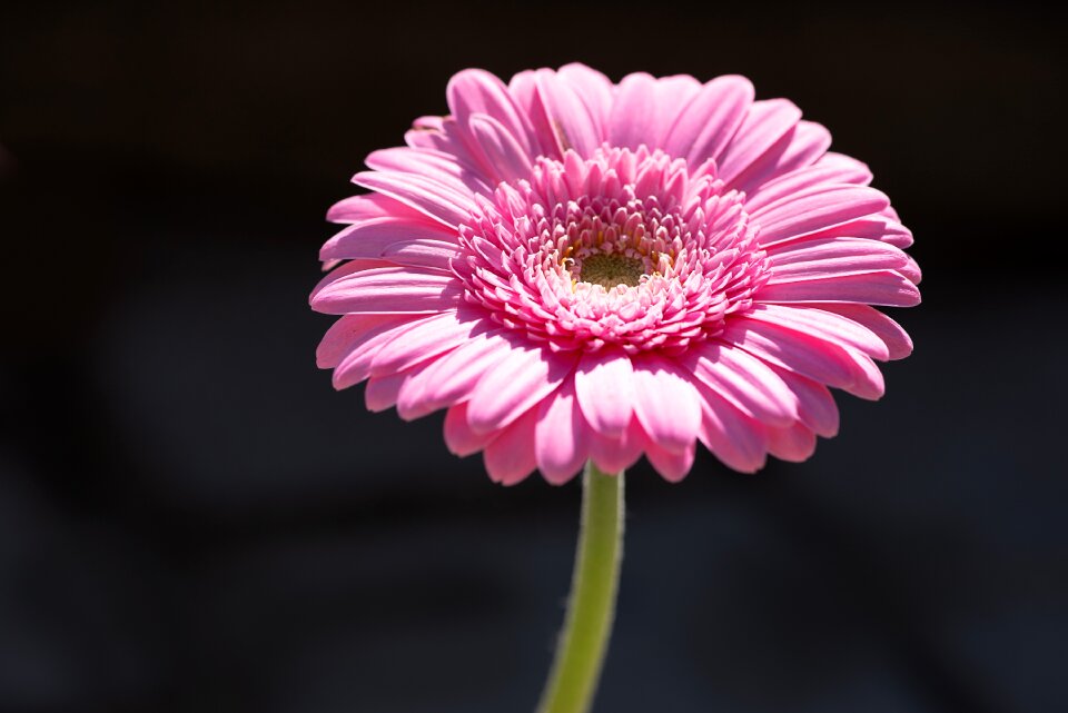 Blossom bloom pink flower