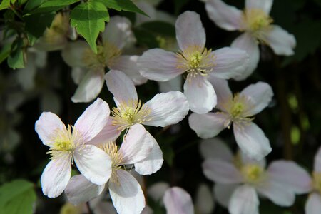 Clematis clematis mountains small flowers photo