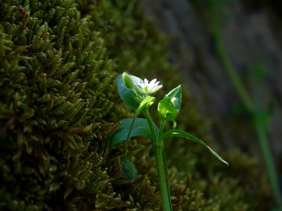 Forest plant green
