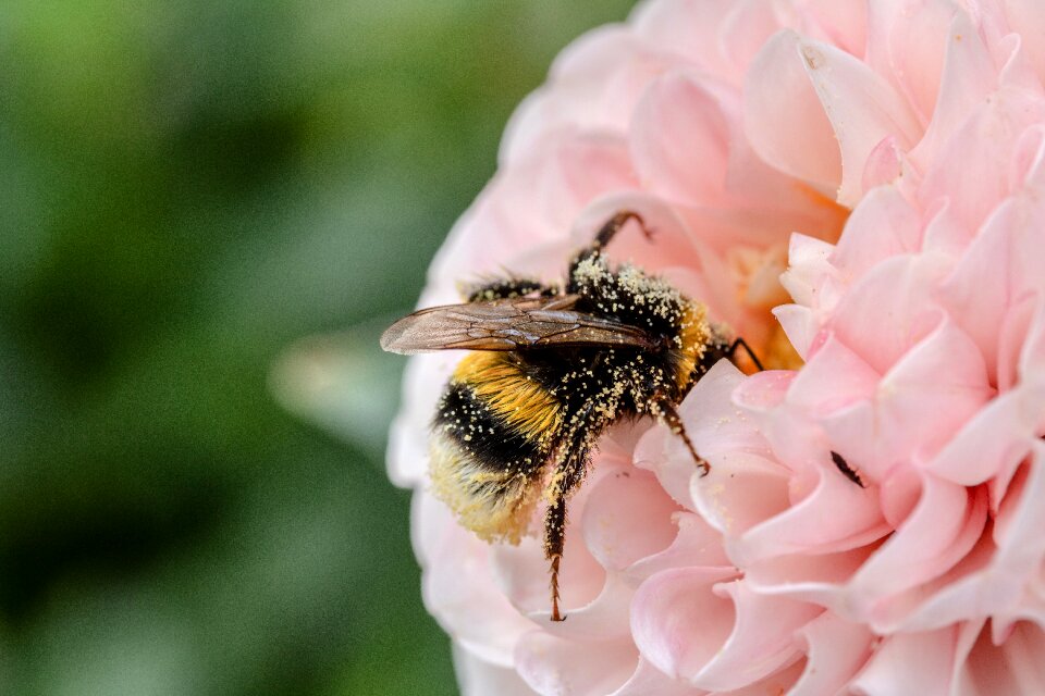 Hymenoptera bombus nectar