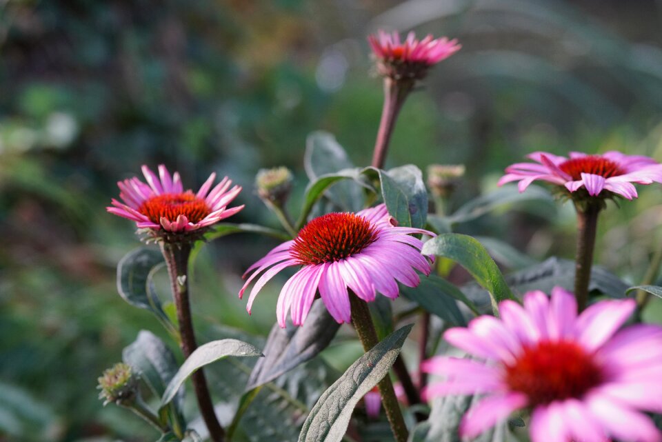 Purple coneflower echinacea flower