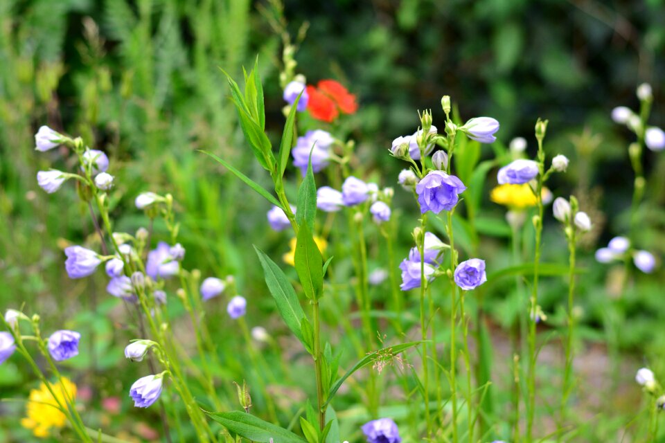 Campanula summer wildflowers