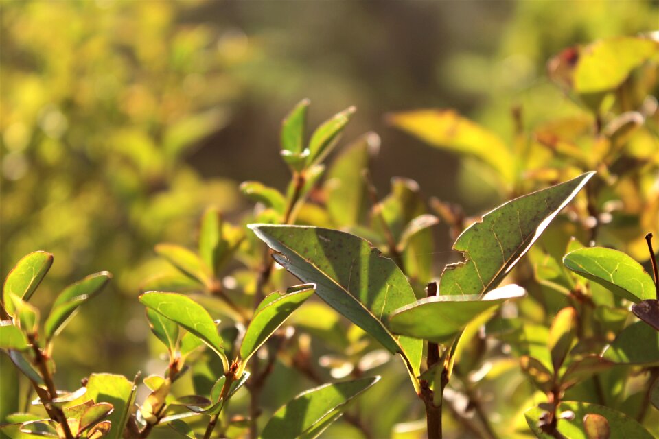 Bright garden leaves