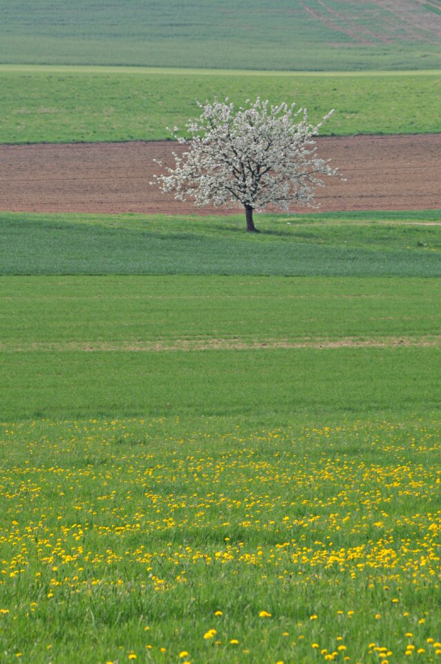 Landscape field grass photo