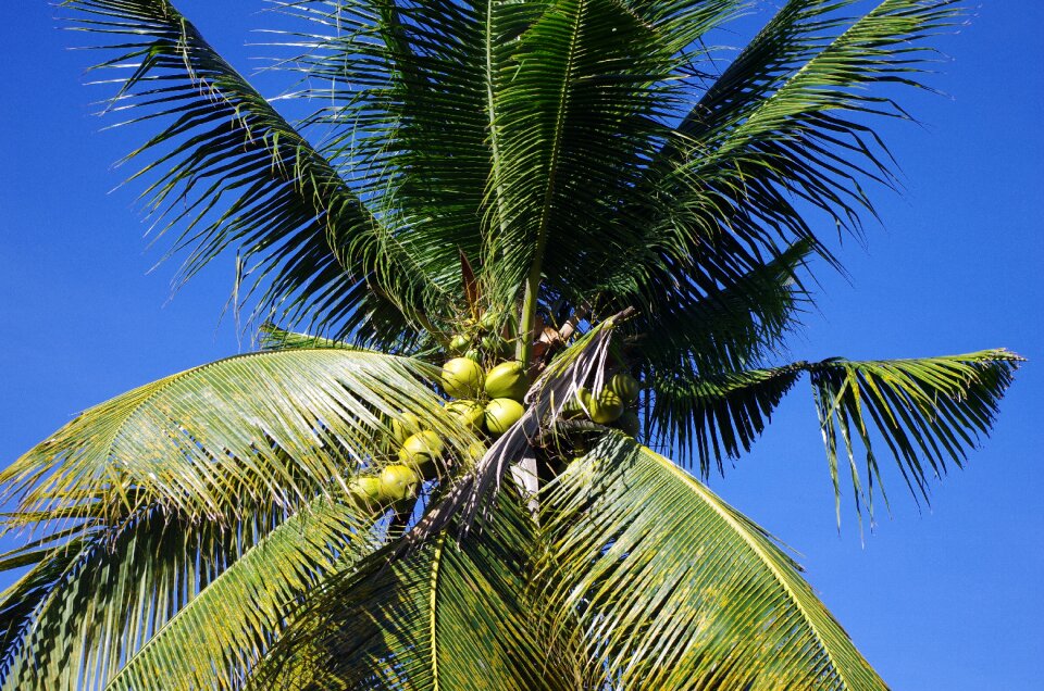 Palm blue pearly coconuts