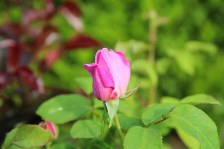 Pale pink color pink button