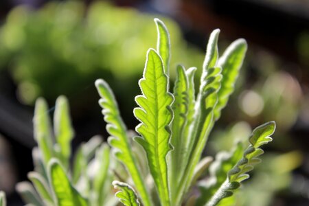 Plant leaf garden