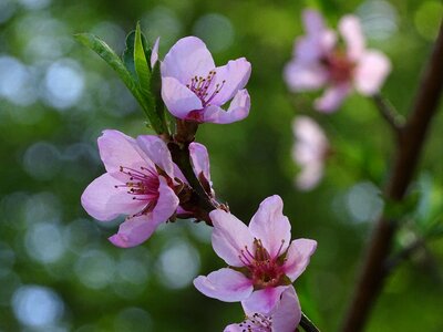 Pink flower vernal blossom tree photo