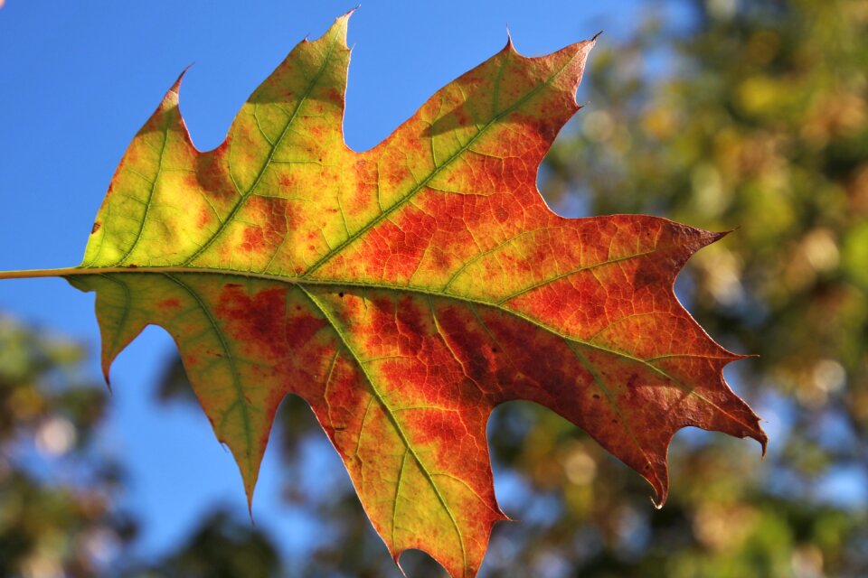 Autumn źyła the structure of the